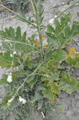 Crambe koktebelica