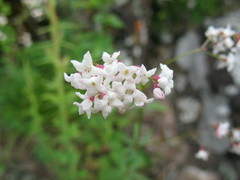 Galium paniculatum