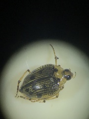 Peltodytes edentulus