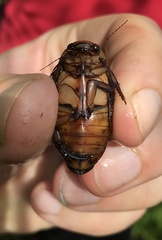 Dytiscus cordieri