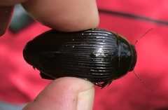 Dytiscus cordieri