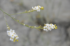Crambe koktebelica
