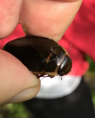 Dytiscus cordieri