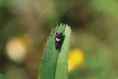 Grapholita discretana