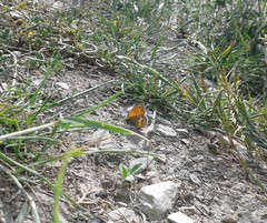 Coenonympha corinna