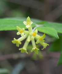 Wikstroemia sikokiana