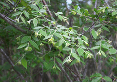 Wikstroemia sikokiana