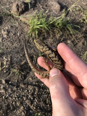 Elgaria multicarinata scincicauda