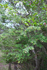Wikstroemia sikokiana