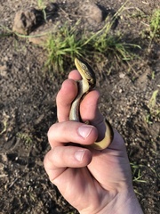 Elgaria multicarinata scincicauda