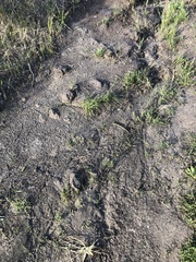 Elgaria multicarinata scincicauda