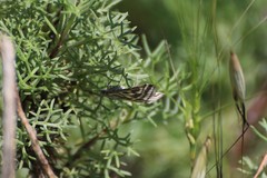 Loxostege aeruginalis