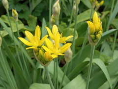 Allium moly