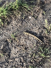 Elgaria multicarinata scincicauda