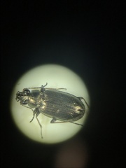 Bembidion cheyennense