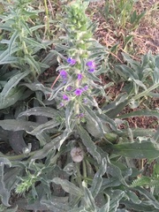Echium vulgare