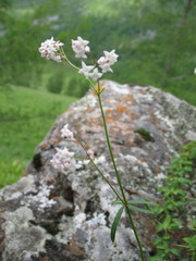 Galium paniculatum