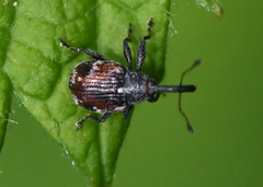 Anthonomus signatus