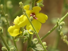 Verbascum sinuatum