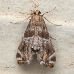 Petrophila jaliscalis