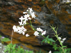 Galium paniculatum