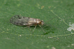 Philotarsus picicornis