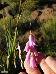 Dierama robustum