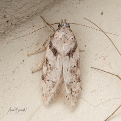 Pseudotelphusa palliderosacella