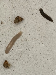Dendrocoelum lacteum
