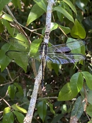Libellula axilena