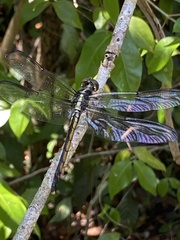 Libellula axilena