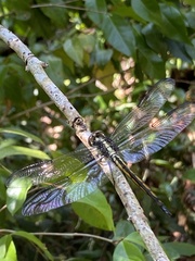 Libellula axilena