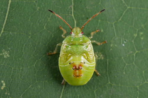 Krūminė Skydblakė nuotrauka