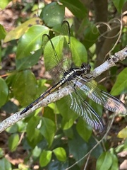 Libellula axilena