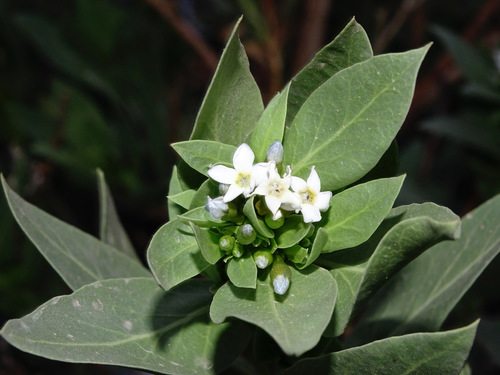 Rhazya stricta Decne.