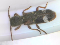 Psenocerus supernotatus