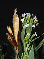 Rhazya stricta