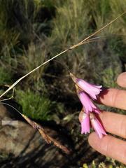 Dierama robustum
