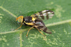 Rhagoletis cerasi