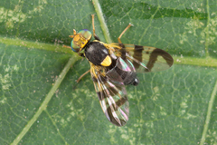 Rhagoletis cerasi