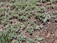 Lupinus breweri breweri