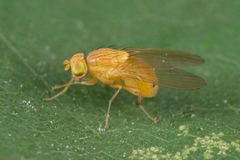 Sapromyzosoma quadripunctata
