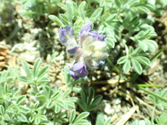 Lupinus breweri breweri