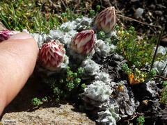 Helichrysum milfordiae