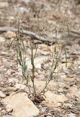 Boechera perennans