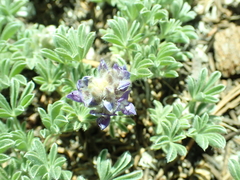 Lupinus breweri breweri