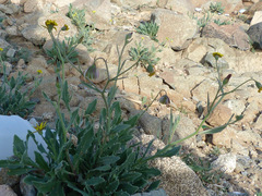 Osteospermum vaillantii