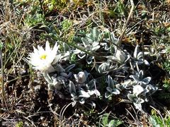 Helichrysum milfordiae
