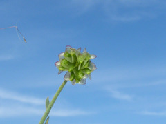 Osteospermum vaillantii