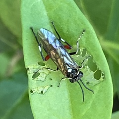 Macrophya punctumalbum